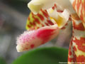 Photo : Phalaenopsis Tetrasambo