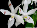 Photo : Phalaenopsis tetraspis