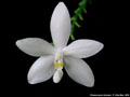 Photo : Phalaenopsis tetraspis
