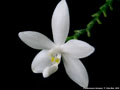 Photo : Phalaenopsis tetraspis