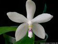 Photo : Phalaenopsis tetraspis