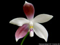Photo : Phalaenopsis tetraspis
