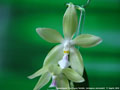 Photo : Phalaenopsis Tzu Chiang Tetralitz
