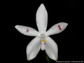Photo : Phalaenopsis tetraspis