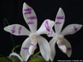 Photo : Phalaenopsis tetraspis