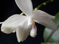 Photo : Phalaenopsis tetraspis