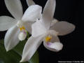 Photo : Phalaenopsis tetraspis