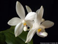 Photo : Phalaenopsis tetraspis