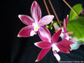 Photo : Phalaenopsis tetraspis