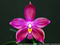 Photo : Phalaenopsis Jennifer Palermo