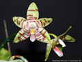 Photo : Phalaenopsis Tetrasambo