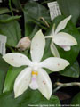 Photo : Phalaenopsis Tzu Chiang Tetralitz