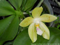 Photo : Phalaenopsis Tzu Chiang Tetralitz