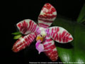 Photo : Phalaenopsis Telu