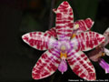 Photo : Phalaenopsis Telu