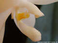 Photo : Phalaenopsis tetraspis