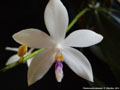 Photo : Phalaenopsis tetraspis