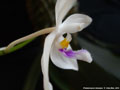 Photo : Phalaenopsis tetraspis