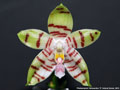 Photo : Phalaenopsis Tetrasambo