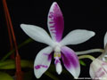 Photo : Phalaenopsis tetraspis
