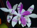 Photo : Phalaenopsis tetraspis