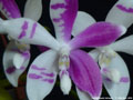 Photo : Phalaenopsis tetraspis