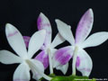 Photo : Phalaenopsis tetraspis