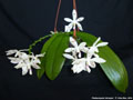 Photo : Phalaenopsis tetraspis
