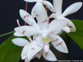 Photo : Phalaenopsis tetraspis