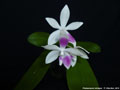 Photo : Phalaenopsis tetraspis