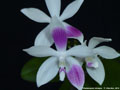Photo : Phalaenopsis tetraspis