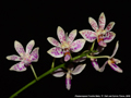 Photo : Phalaenopsis Freckle Baby