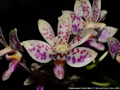 Photo : Phalaenopsis Freckle Baby