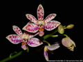Photo : Phalaenopsis Freckle Baby