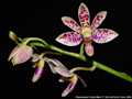 Photo : Phalaenopsis Freckle Baby