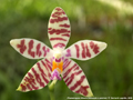 Photo : Phalaenopsis Alberla