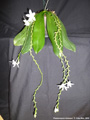 Photo : Phalaenopsis tetraspis