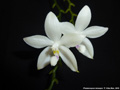 Photo : Phalaenopsis tetraspis