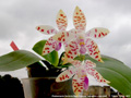 Photo : Phalaenopsis Memoria Hedy Kraemer