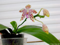 Photo : Phalaenopsis Memoria Hedy Kraemer