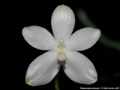 Photo : Phalaenopsis tetraspis