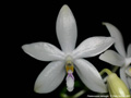 Photo : Phalaenopsis tetraspis