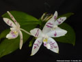 Photo : Phalaenopsis tetraspis