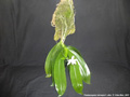 Photo : Phalaenopsis tetraspis