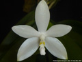 Photo : Phalaenopsis tetraspis