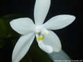 Photo : Phalaenopsis tetraspis