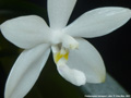 Photo : Phalaenopsis tetraspis