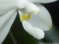 Photo : Phalaenopsis tetraspis