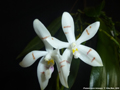 Photo : Phalaenopsis tetraspis