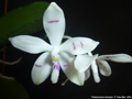 Photo : Phalaenopsis tetraspis